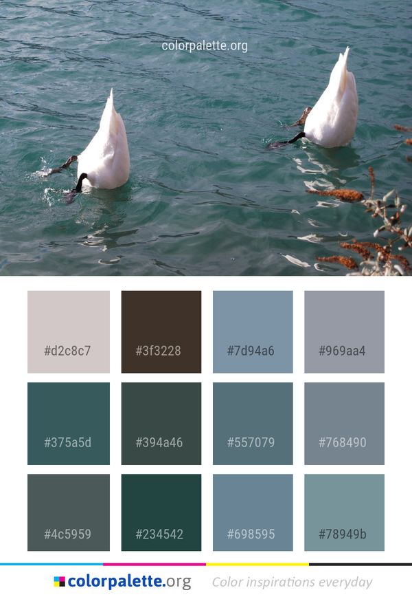 Water Bird Fauna Color Palette