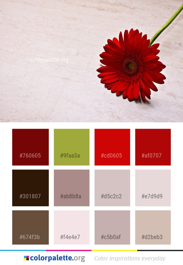 Flower Red Gerbera Color Palette