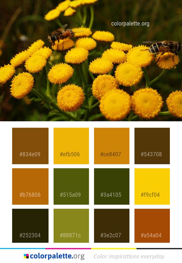 Flower Yellow Tansy Color Palette