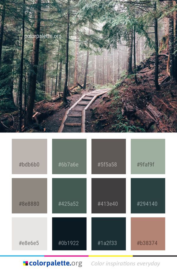 Forest Nature Tree Color Palette