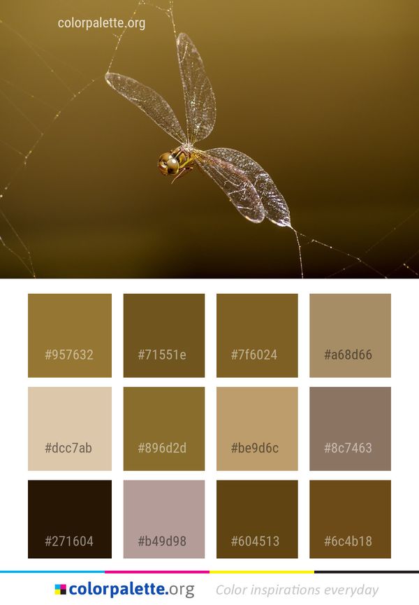Insect Macro Photography Invertebrate Color Palette