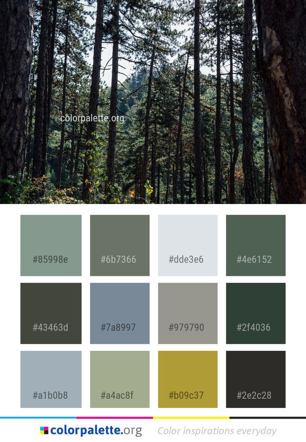 Nature Tree Forest Color Palette