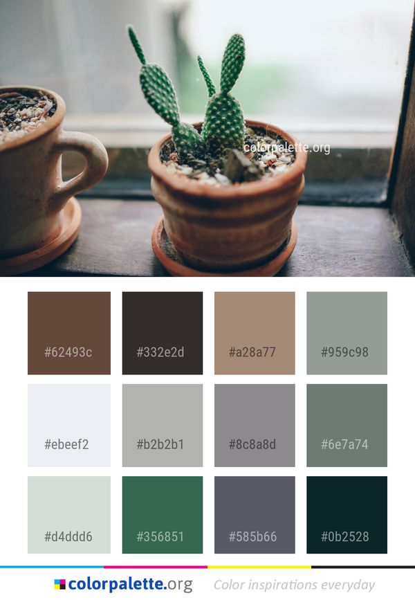 Plant Flowerpot Cactus Color Palette