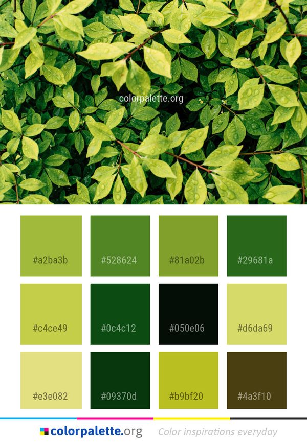 Plant Leaf Groundcover Color Palette