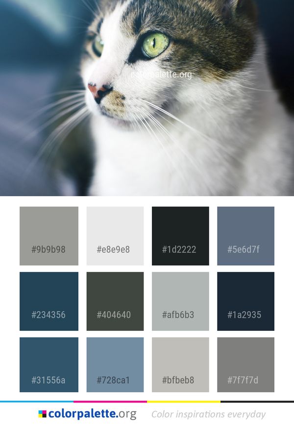 Cat Whiskers Fauna Color Palette