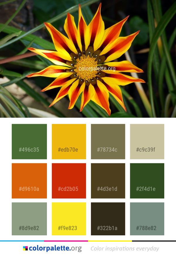 Flower Flora Plant Color Palette