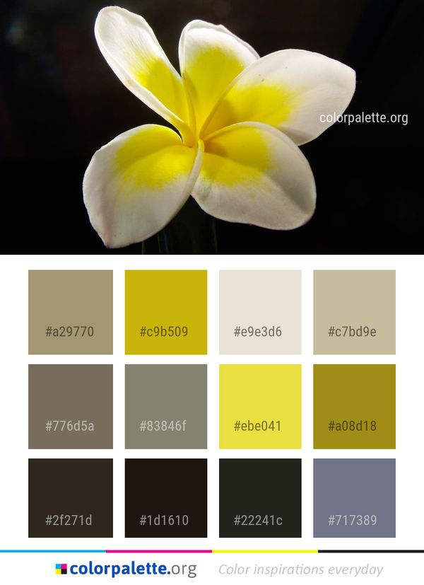 Flower White Yellow Color Palette