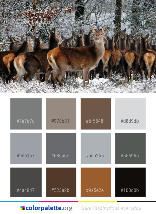 Wildlife Fauna Mammal Color Palette