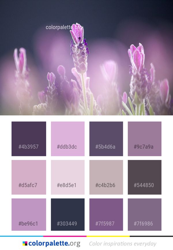 Flower Pink Purple Color Palette