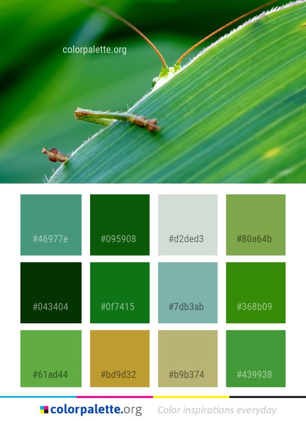 Insect Macro Photography Damselfly Color Palette