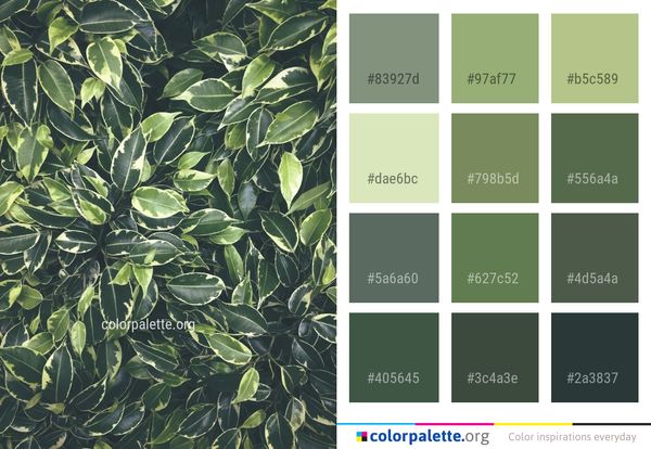 Plant Leaf Tree Color Palette