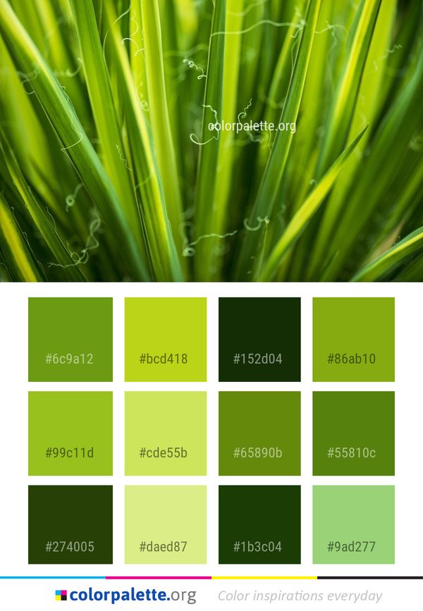 Green Grass Family Color Palette