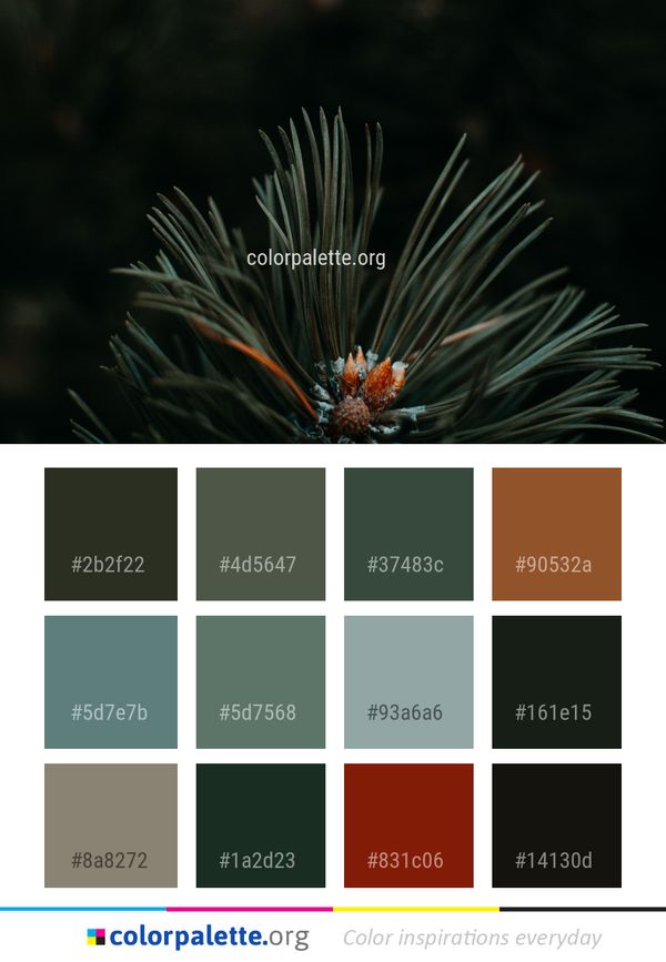 Organism Close Up Marine Biology Color Palette