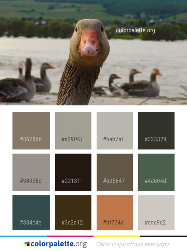 Bird Water Ducks Geese And Swans Color Palette