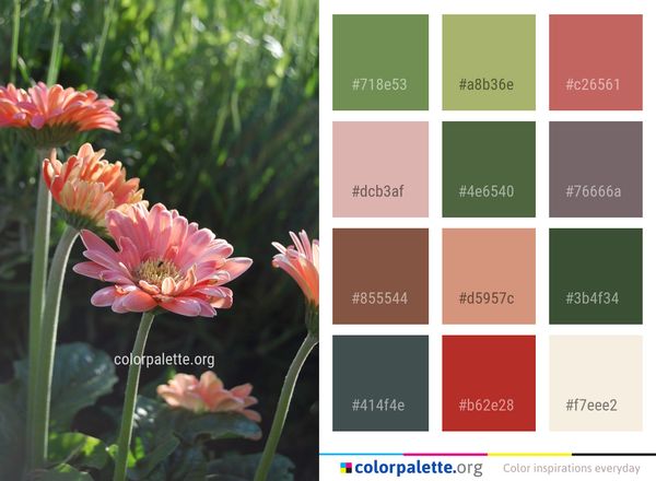 Flower Plant Flowering Color Palette