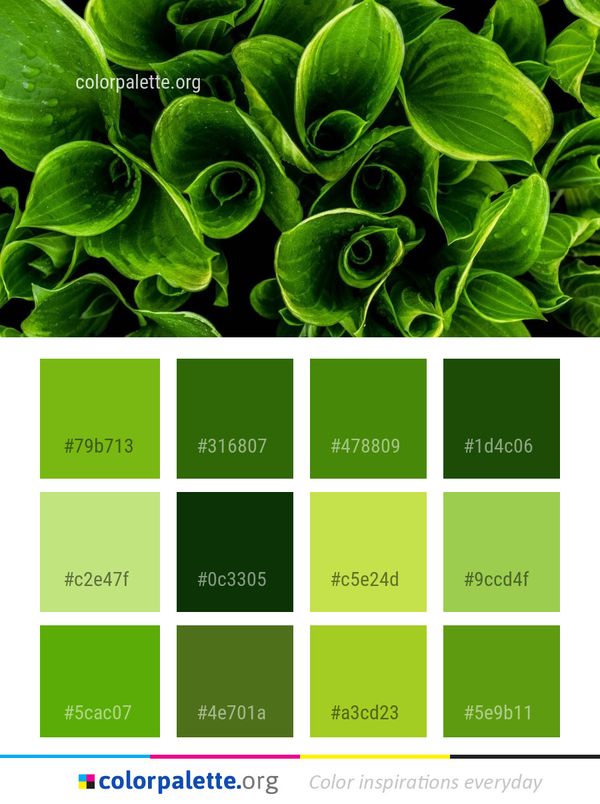 Leaf Plant Vegetable Color Palette