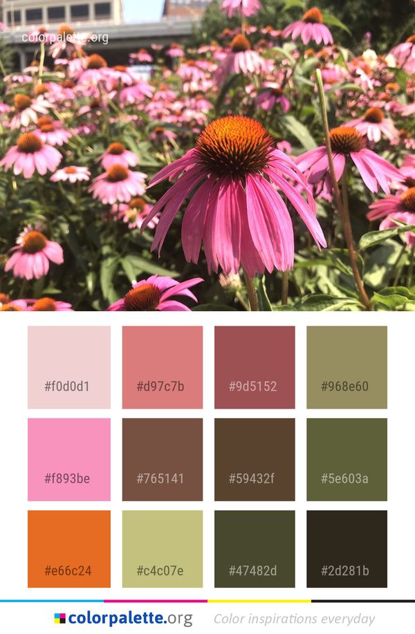 Plant Flower Coneflower Color Palette