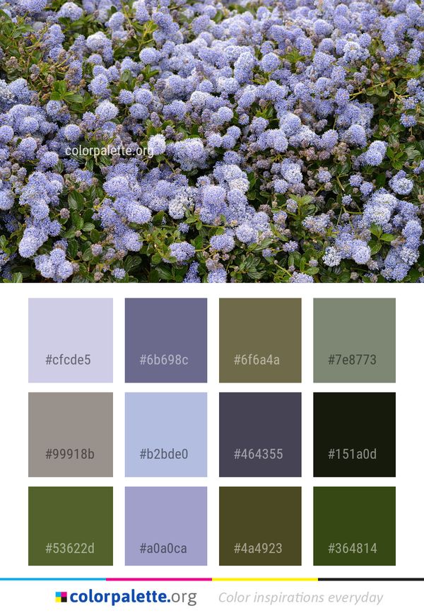 Plant Flower Lilac Color Palette