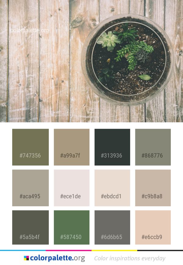 Wood Plant Tree Color Palette