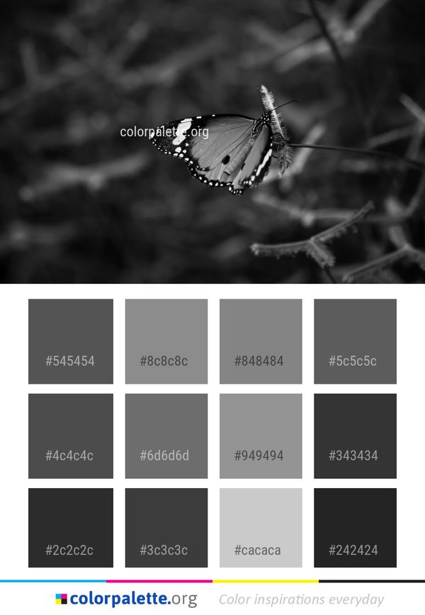 Black And White Butterfly Monochrome Photography Color Palette