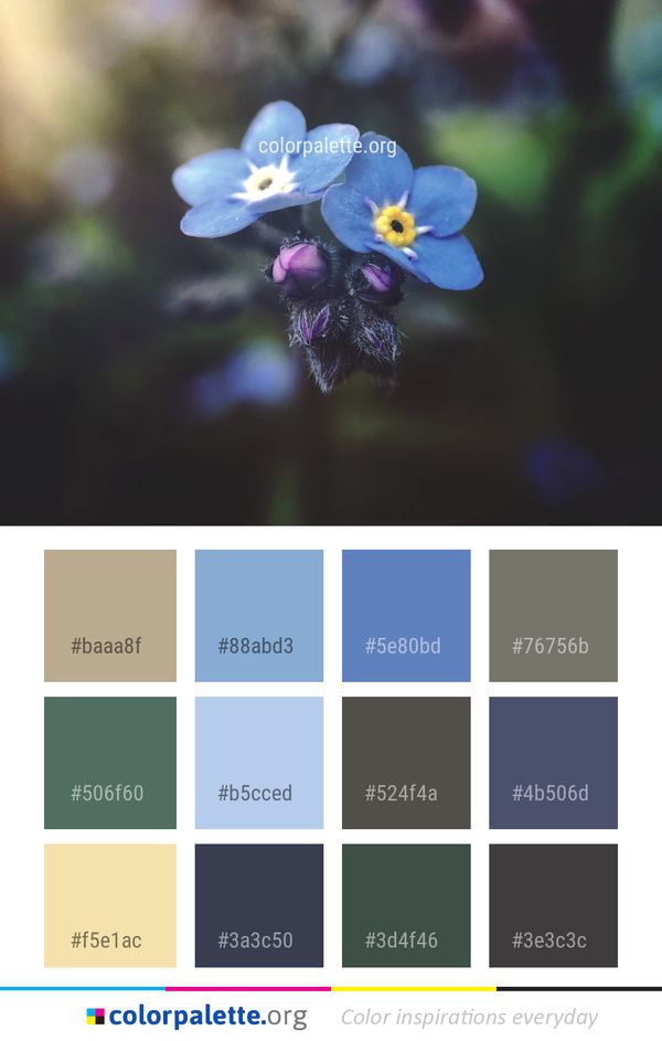Blue Flower Flora Color Palette