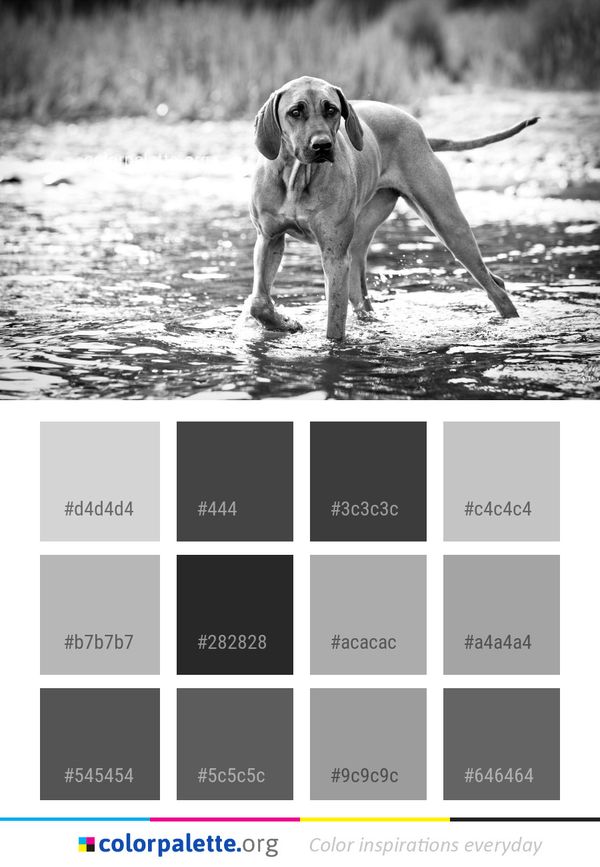 Dog Black And White Mammal Color Palette