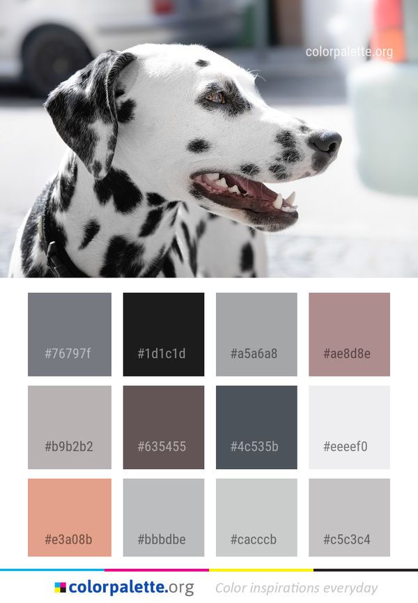 Dog Dalmatian Breed Color Palette