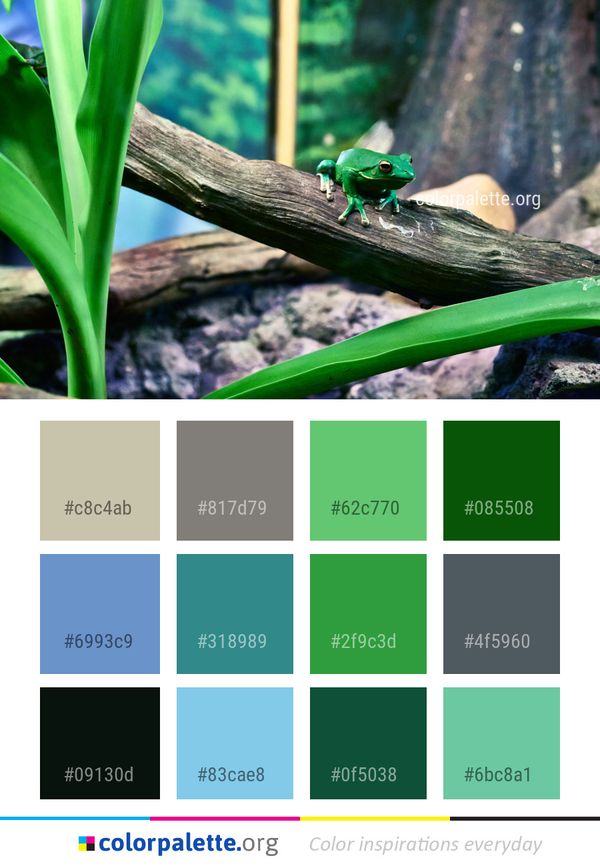 Fauna Amphibian Organism Color Palette