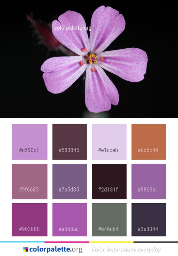 Flower Pink Flora Color Palette