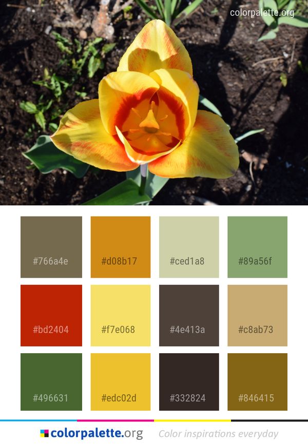 Flower Plant Flowering Color Palette