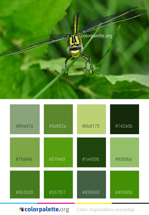 Insect Dragonfly Dragonflies And Damseflies Color Palette