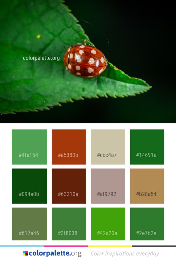 Insect Macro Photography Leaf Color Palette