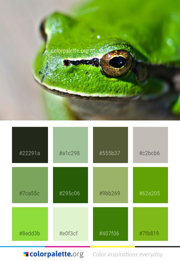 Ranidae Frog Amphibian Color Palette
