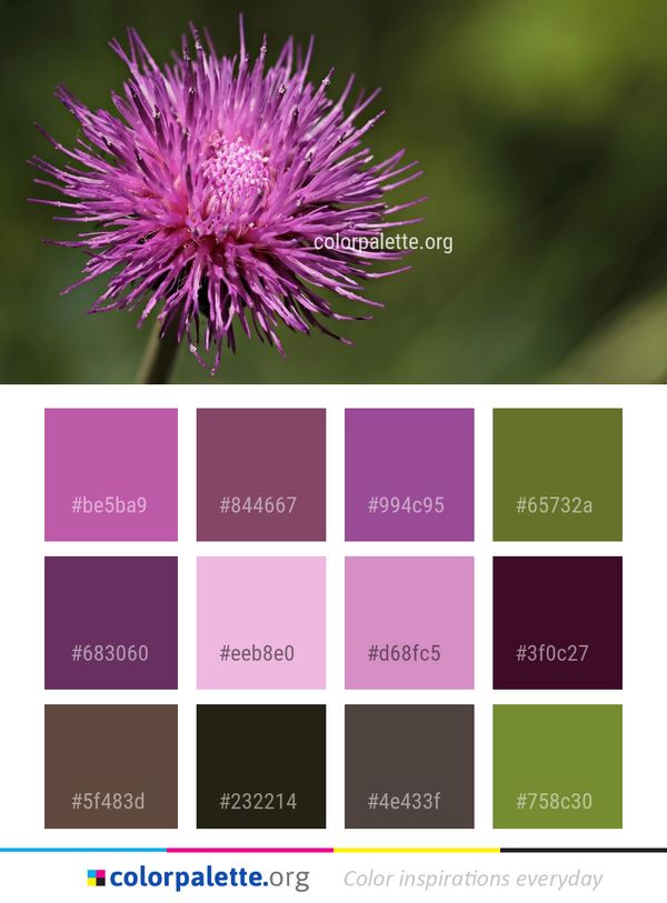 Silybum Thistle Flower Color Palette