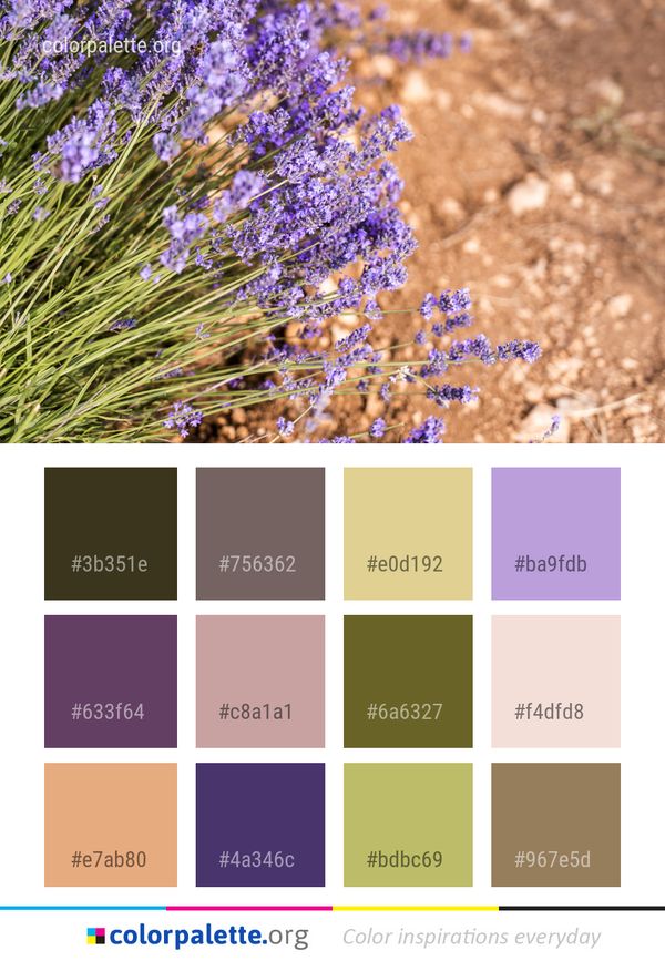 Flower Plant Lavender Color Palette