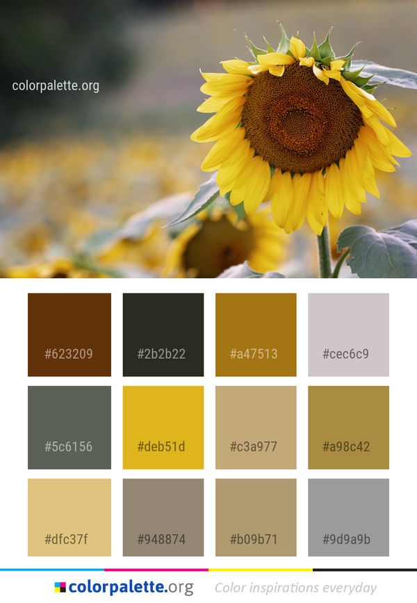 Flower Sunflower Yellow Color Palette