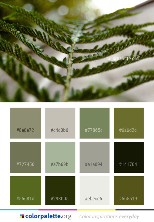 Leaf Tree Pine Family Color Palette