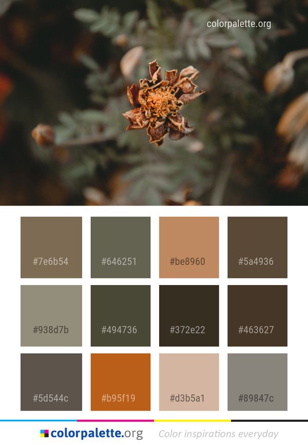Flora Flower Macro Photography Color Palette