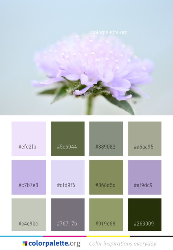 Flower Purple Close Up Color Palette