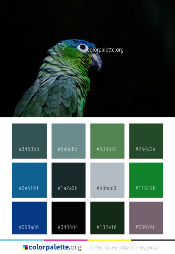 Beak Bird Parrot Color Palette