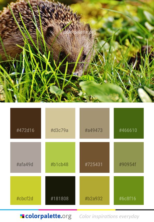 Hedgehog Erinaceidae Fauna Color Palette