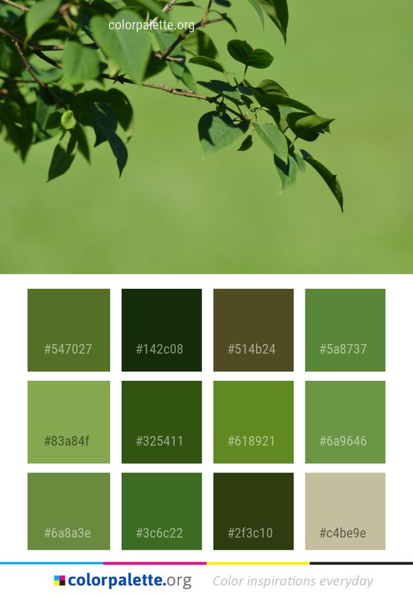 Leaf Branch Plant Color Palette