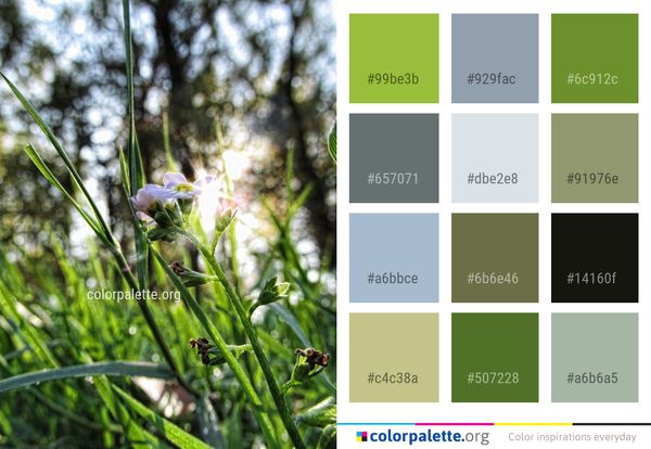 Plant Flora Grass Color Palette