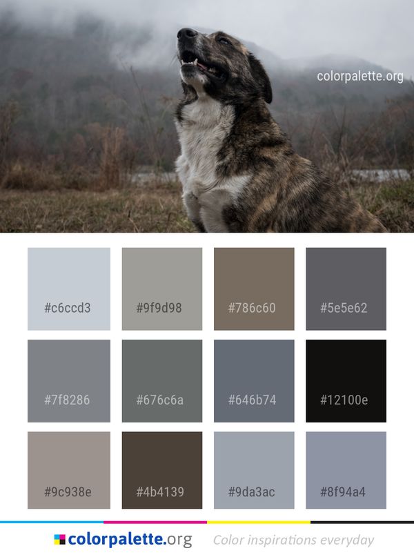 Dog Breed Like Mammal Color Palette
