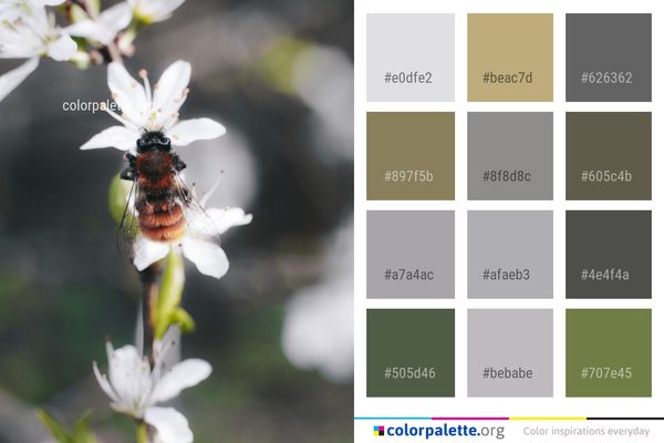 Flora Insect Flower Color Palette