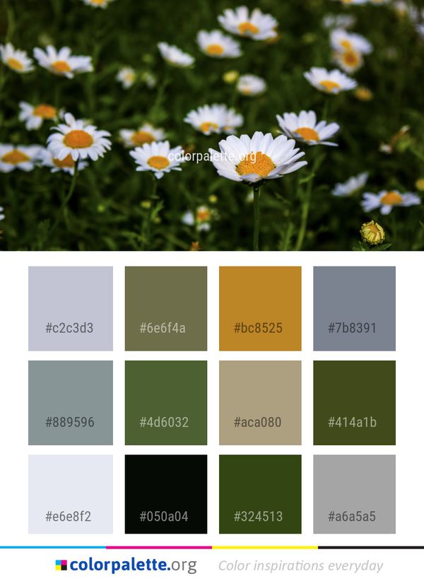 Flower Daisy Plant Color Palette
