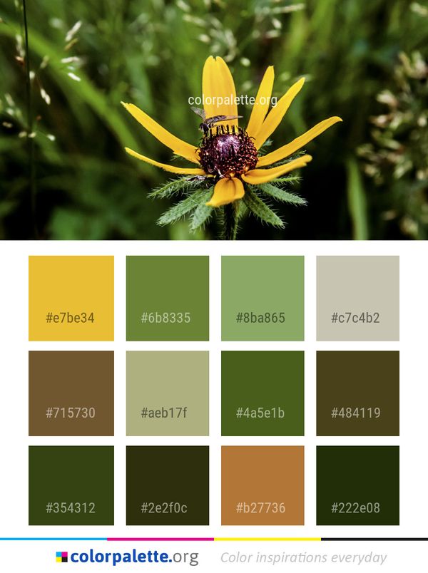 Flower Flora Yellow Color Palette