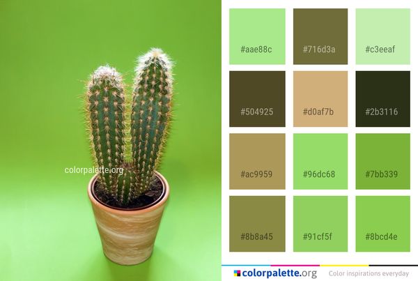 Plant Cactus Flowerpot Color Palette