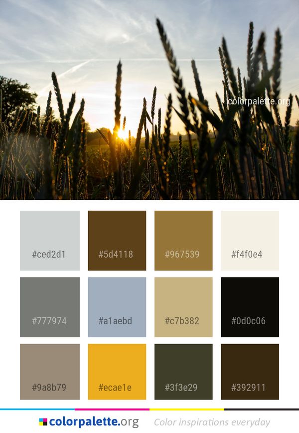 Sky Field Grass Family Color Palette
