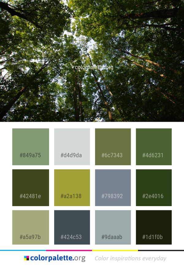 Tree Nature Vegetation Color Palette